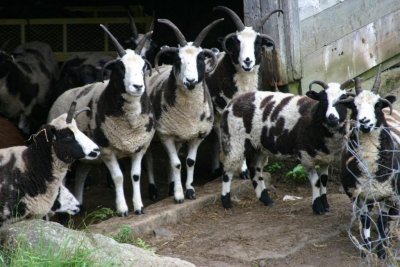 flock of sheep emerge from the barn