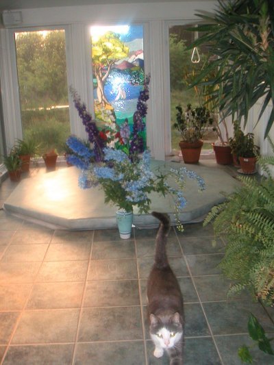 grey cat walks toward camera in sunroom with Hottub in background  