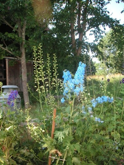 blue delphinium, old milk jug,barn, trees, and field on sunny day