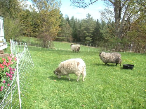 three sheep on hillside in front of house