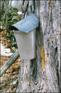 Maple Syrup Bucket